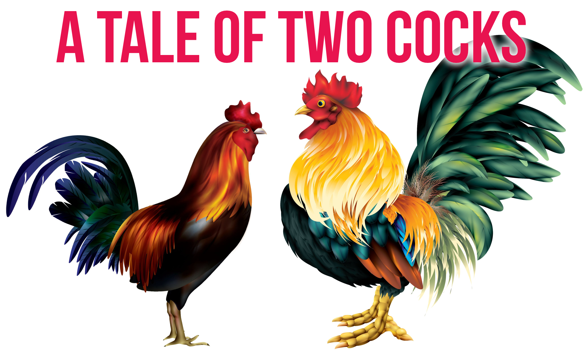A Tale Of Two Cocks