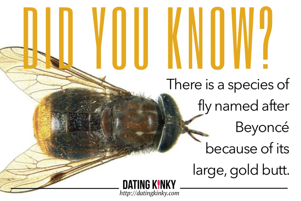 Did you know? There is a species of fly named after Beyoncé because of it's large, gold butt. 