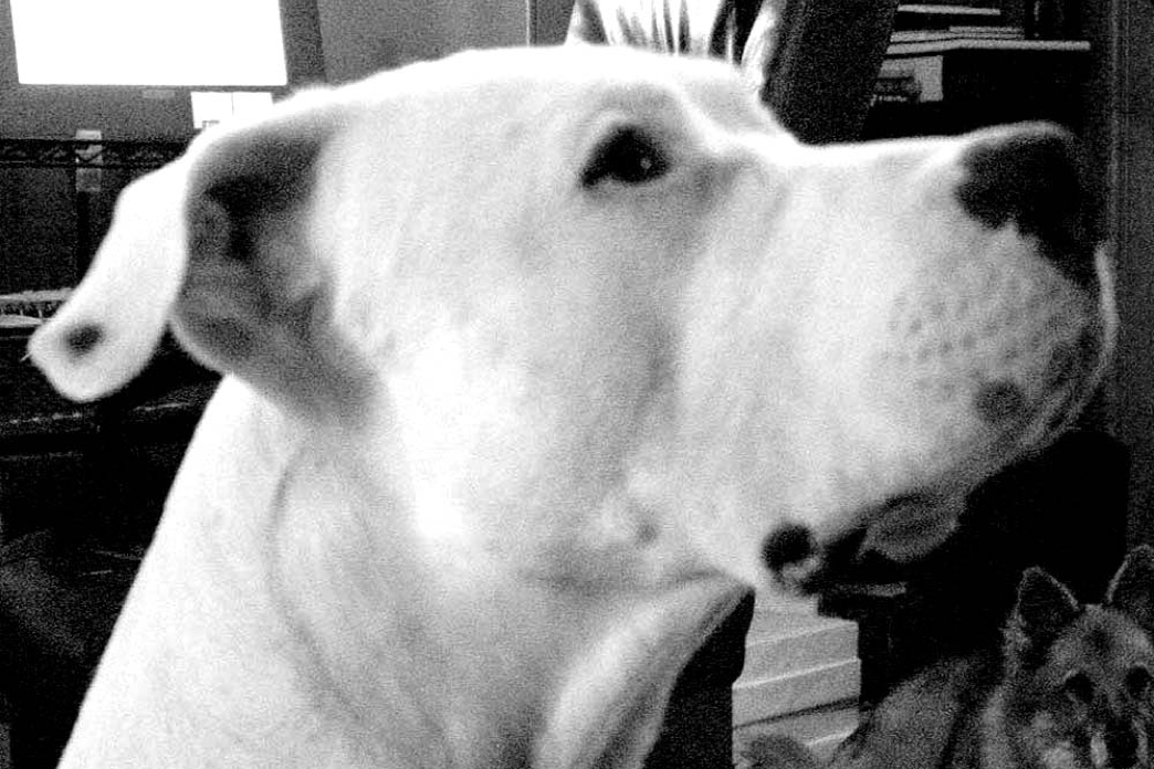 The head of a Dogo Argentino, Kaizen